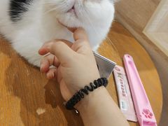 -藏猫猫咖啡主题馆(中央大道店)