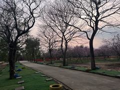 -天适樱花悠乐园