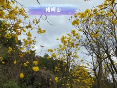 -梧桐山风景名胜区