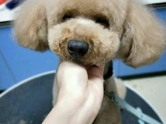 -瑞派动物医院·猫专科·至诚(江南中分院)