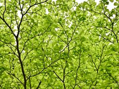 -福田红树林生态公园