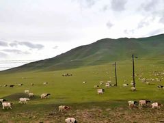 -马白开来特色羊排揪片子  (总店)