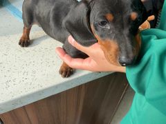 -心仪动物医院·牙专科·肿瘤·心脏科(西客站院)