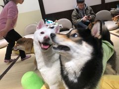 -逗柴咖啡屋·狗咖猫咖宠物桌游