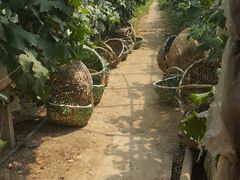 -马陆小张葡萄园农家乐