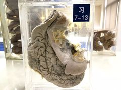 -四川大学(华西校区)