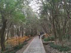 -紫金山山顶公园