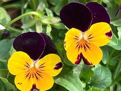 -广州国际生物岛