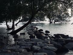 -宝安西湾红树林湿地公园