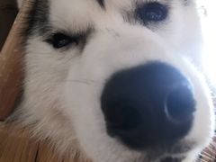 -Husky Go! 哈士奇体验馆·宠物咖啡厅狗咖