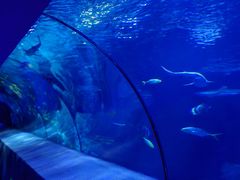 -太平洋海底世界