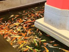 -龙悦湾酒家·八阵鱼生·渔人码头店
