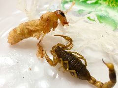 -老张烤羊(王哥庄店)
