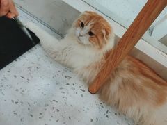 -喵园·猫主题咖啡厅·撸猫·猫咖(国贸店)