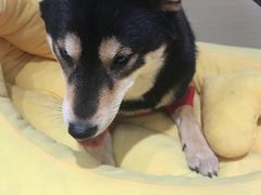 -逗柴咖啡屋·狗咖猫咖宠物桌游