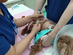 -北京观赏动物医院·24小时大型综合·猫专科·异宠专科