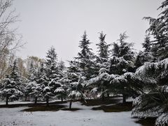 -大兴滨河森林公园