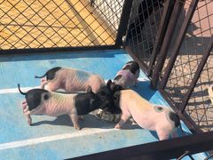 -太阳岛度假酒店