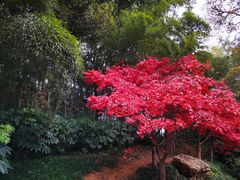-岳麓山风景名胜区