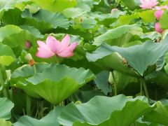 -荷塘月色湿地公园·向阳花洲