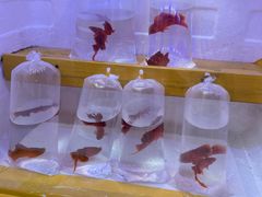 -中环花鸟鱼虫市场