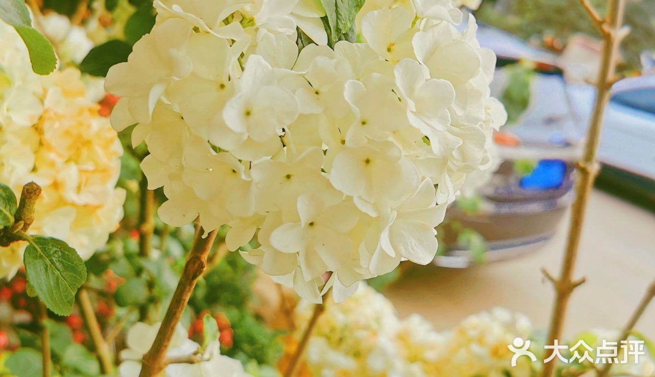 繁花似锦觅安宁