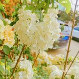 繁花似锦觅安宁