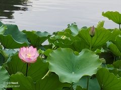 -荔湾湖公园