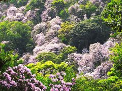 -梧桐山风景名胜区