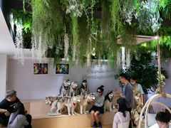 -Husky Go! 哈士奇体验馆·宠物咖啡厅狗咖