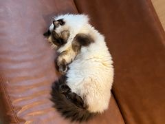 -MOCHA明星猫咖(田子坊店)