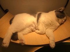 -飞行喵MR PILOT|猫舍·猫咖(静安大融城店)