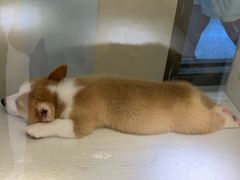 -乐宠宠物店(世纪金源店)