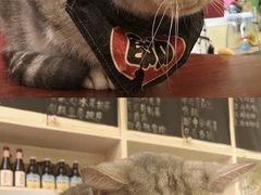 -猫色咖啡·猫咖