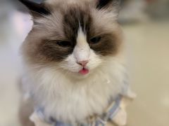 -藏猫猫咖啡主题馆(中央大道店)