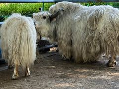 -长白岛森林公园