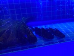 -星伦多自助料理(永旺店)
