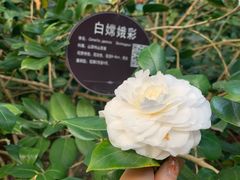 -金花茶公园