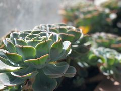 -四姑娘山阿巴郎·藏式花园餐厅