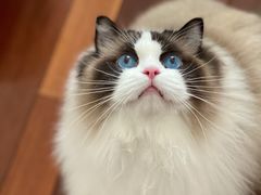 -momokira米努特·德文卷毛猫·棉花面纱犬