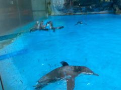 -帝企鹅自助餐厅•儿童岛•真企鹅(长隆企鹅酒店)