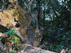 -梧桐山风景名胜区