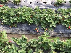 -新塘水果乐园(东洲大道店)