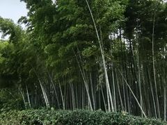 -上海市保健医疗中心