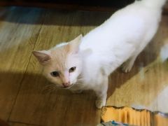 -小锅巴纳西餐厅