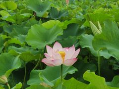 -嘉北郊野公园