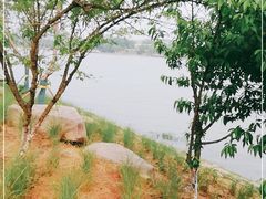 -羊山湖公园