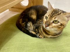 -猫和宫(六道口店)