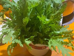 茼蒿-大吉利·潮汕鲜牛肉火锅(西安店)