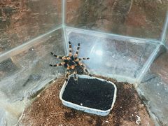 -上海大自然野生昆虫馆